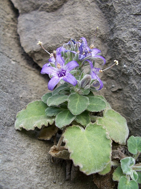 Campanula elatinoides / Campanula dell''Insubria